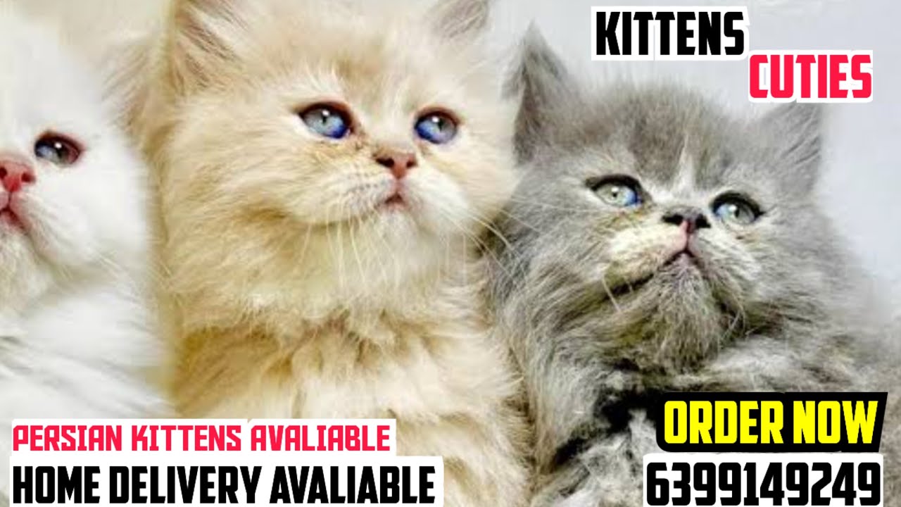 😍CUTE KITTENS PERSIAN CAT NO 1 QUALITY TRIPLE COAT PERSIAN BABIES AVAILABLE 