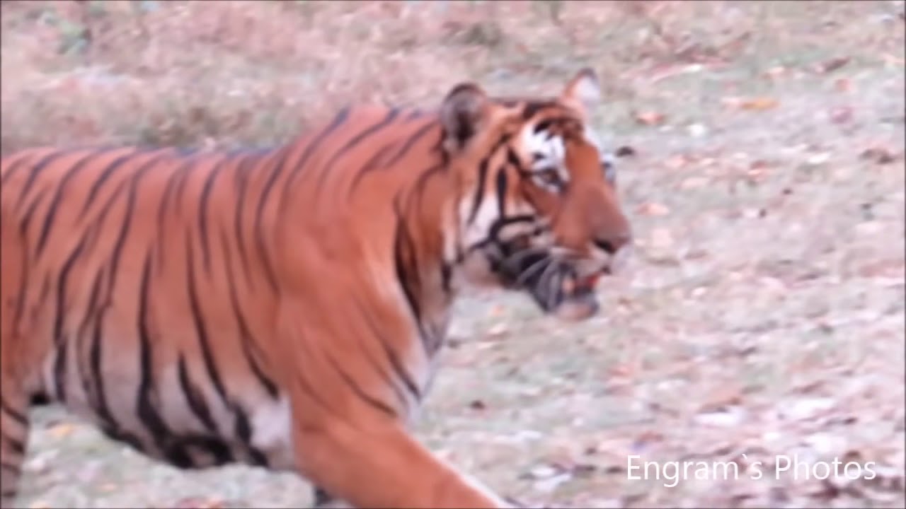 Stalking Tiger and chasing Elephant
