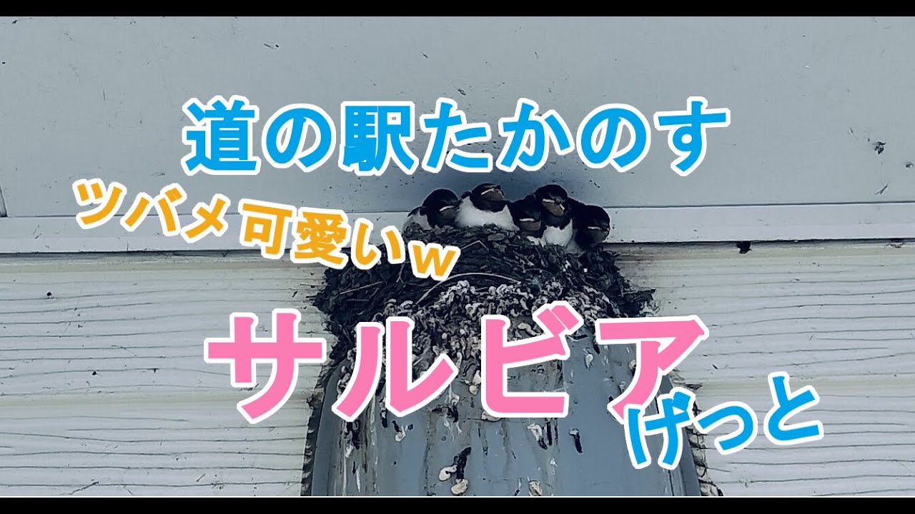 【ガーデニングDIY】ツバメノ巣が可愛い道の駅たかのす、サルビア