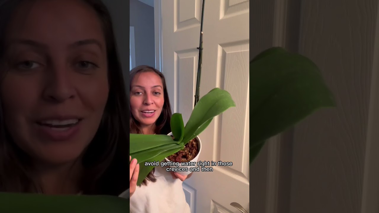 When to water your orchid? I can help! #orchids #plantcaretips #wateringplants #orchidcare
