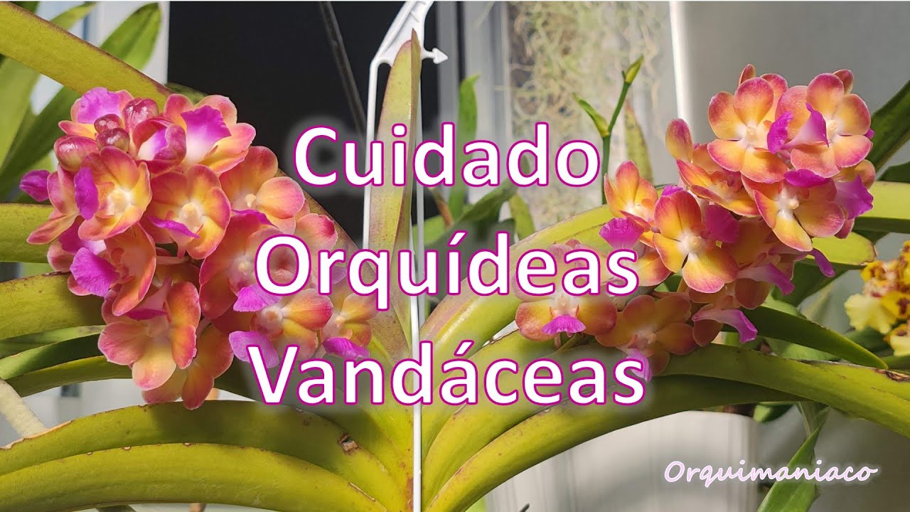 Cuidado de orquideas vandáceas
