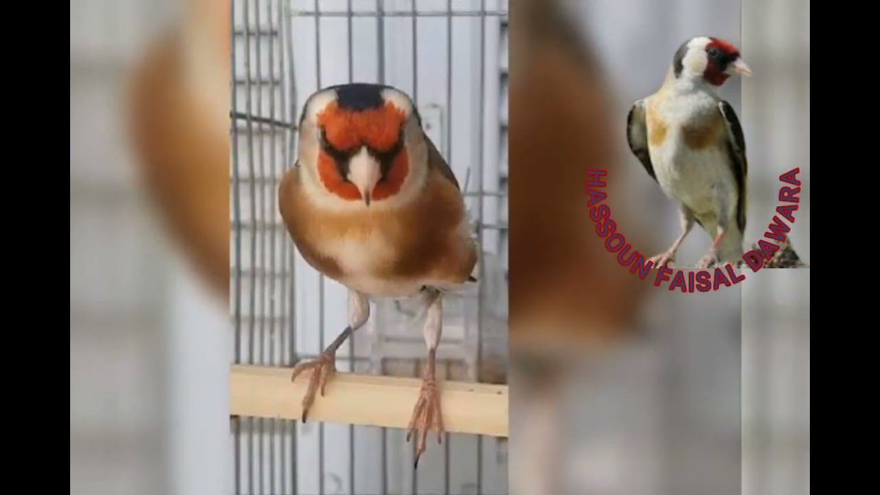 تغريد أصلي حسون البسباسة بلدية الدهوارة سيكتور سوق أهراس بصحتكم خاوتي