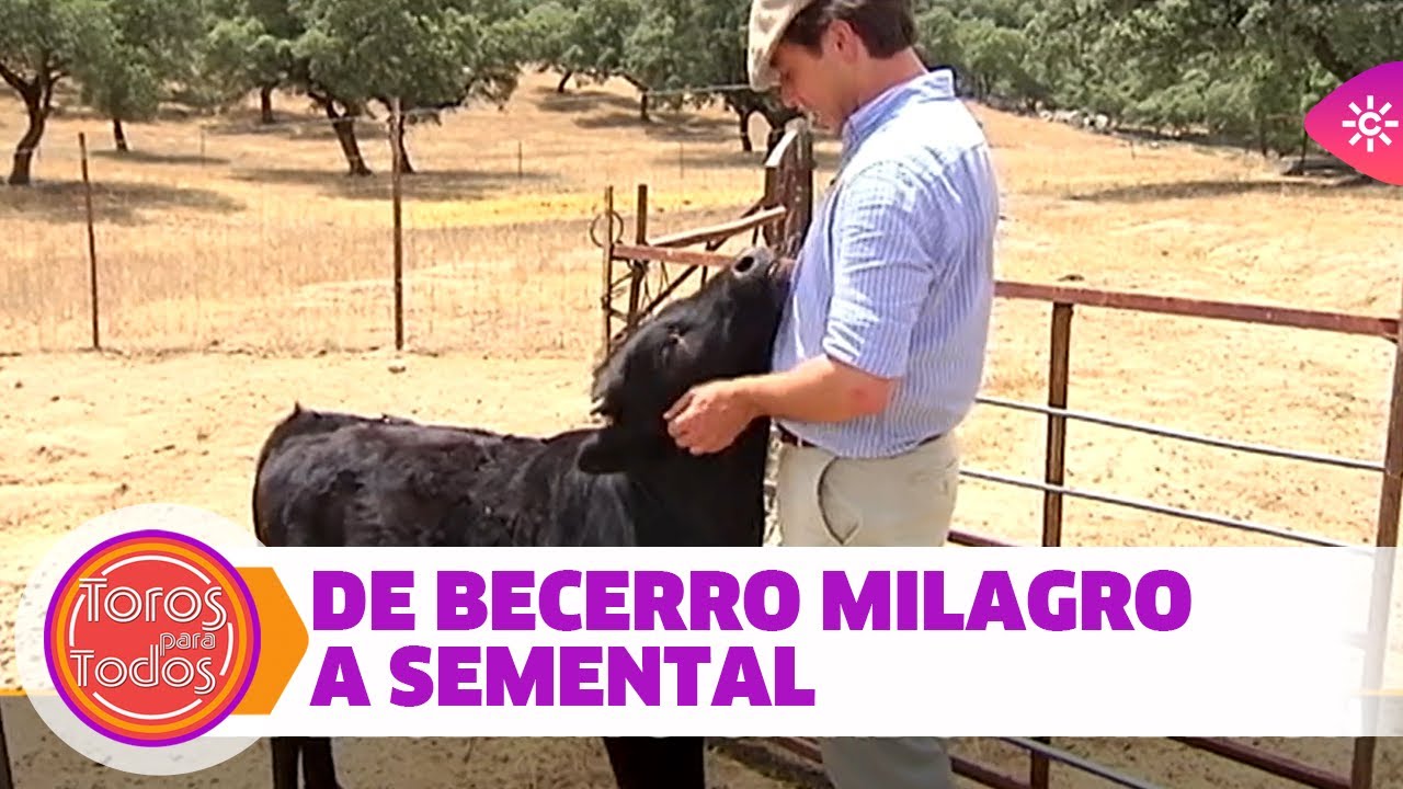 Frutero, el becerro que nació de milagro y será semental