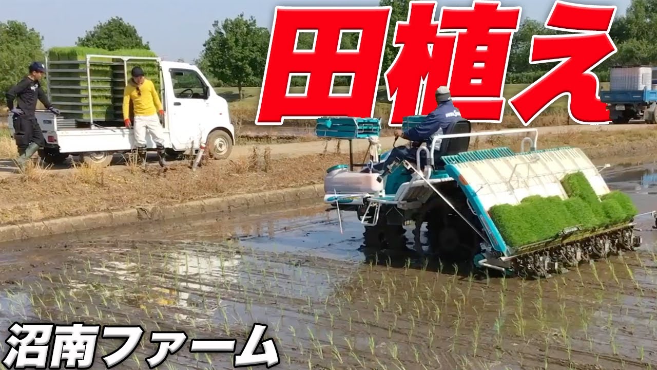 田植え2016