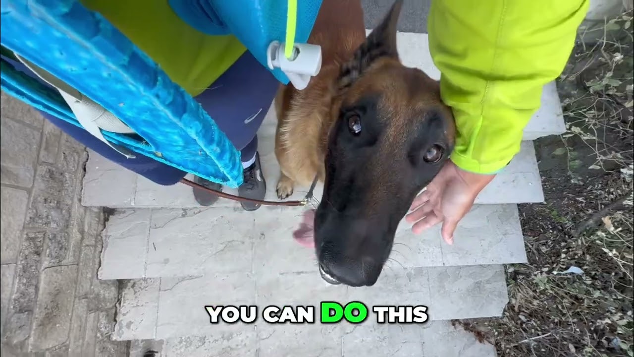 Dog Training: Master Basic Commands & Have Fun!