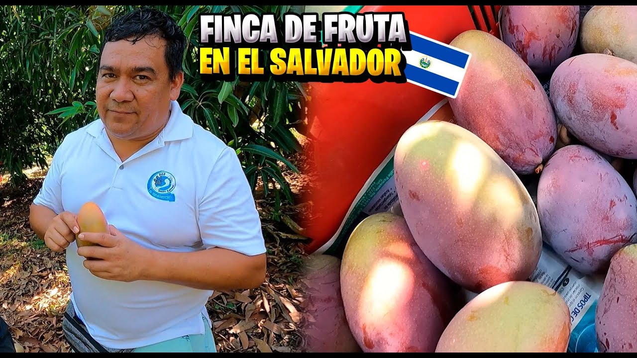 Viajé hasta esta FINCA ORGÁNICA a comer MANGOS PANADES  *y no salió como lo esperaba*😪