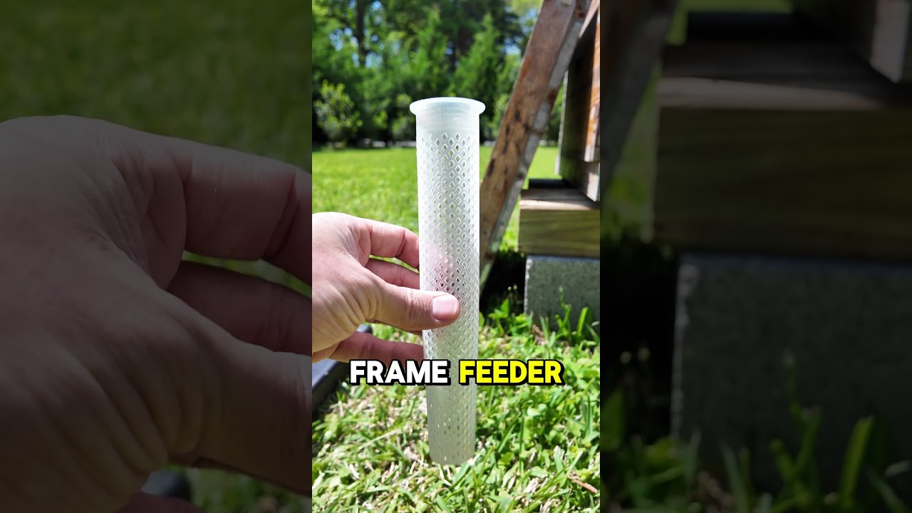 Easy Frame Feeder Options for Your Hive 🐝🍯