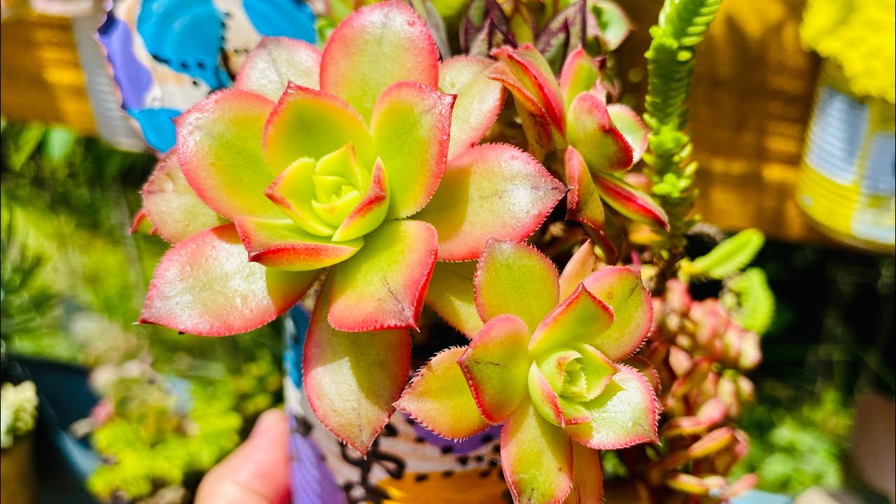SAIBA QUAIS GÊNEROS DE SUCULENTAS ENTRAM EM DORMÊNCIA NA PRIMAVERA VERÃO. CUIDADOS REDOBRADOS.