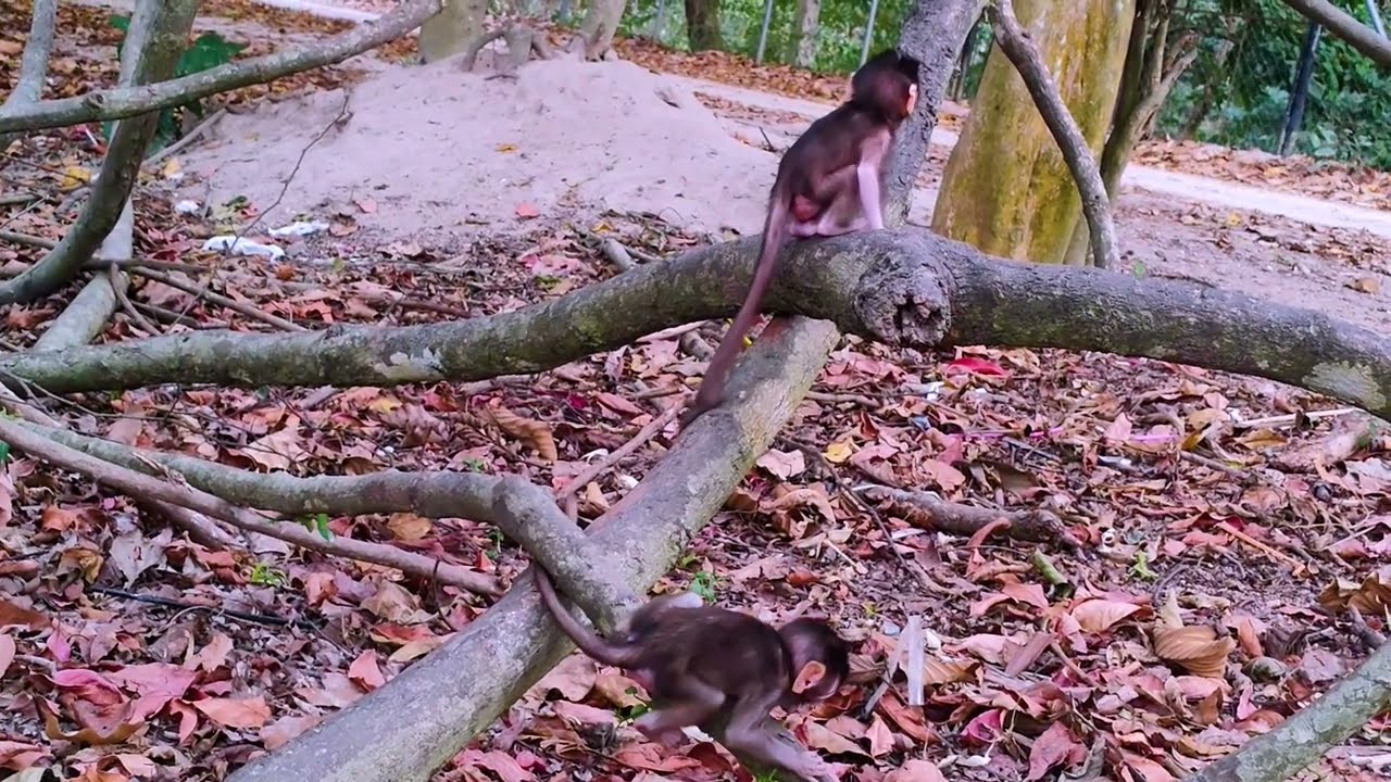 Survivor's Embrace: Monkey Mom's Tender Lessons for Her Miracle Newborn