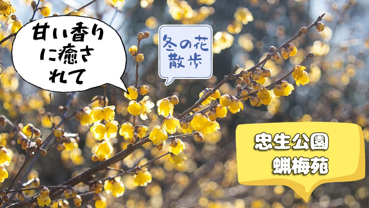 冬の香りに誘われて。忠生公園のロウバイと静かな休日 東京都町田市　蝋梅 【４K】