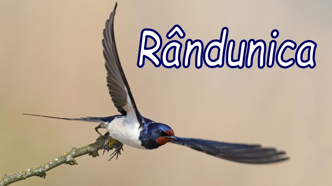 Păsări călătoare - R&Acirc;NDUNICA | Cunoașterea mediului