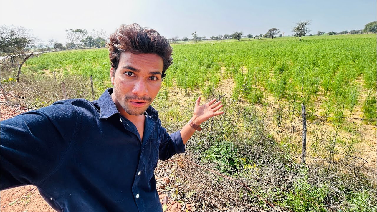 इतने सारे सौंफ के पेड़ 😱 पहली बार देखा ऐसा खेत!
