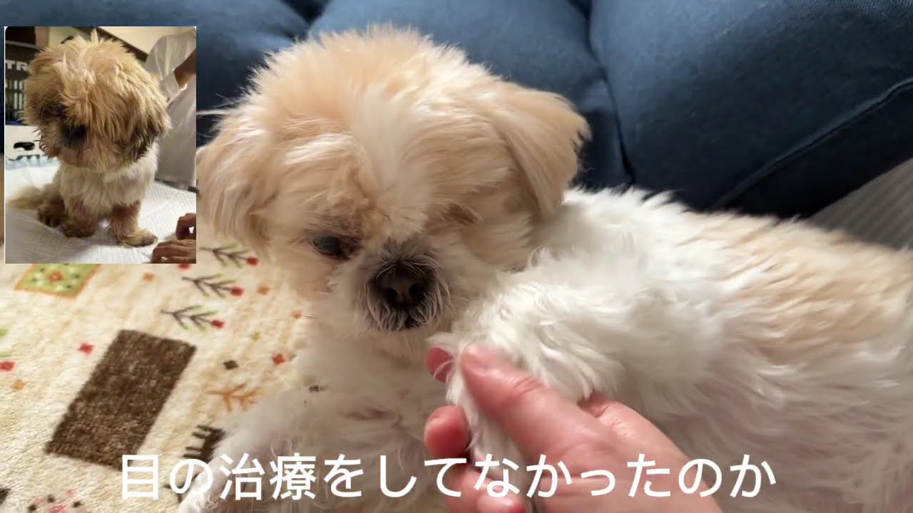 おじいちゃん犬と全盲の女の子。そして障害のある猫