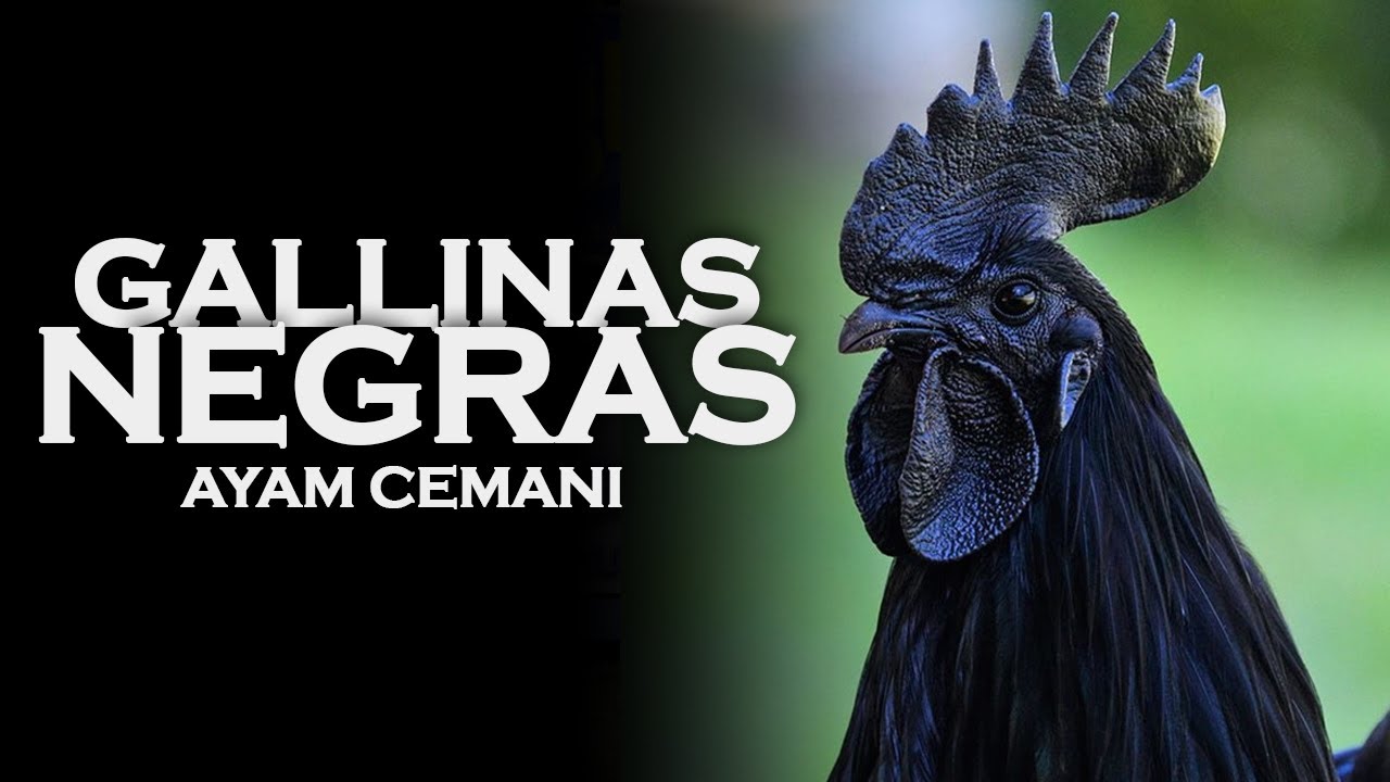 🖤🐔 La Gallina Negra - Ayam Cemani | RysolTV