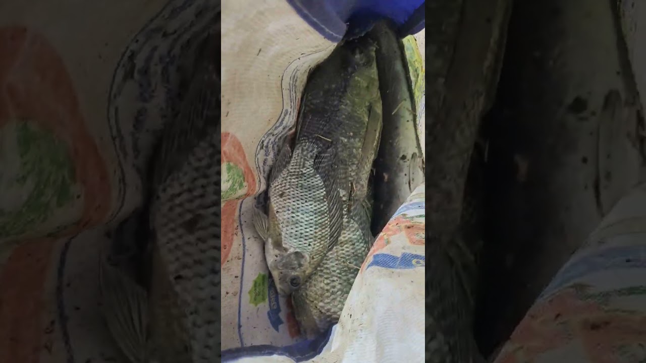 fishing in village (chinnur)