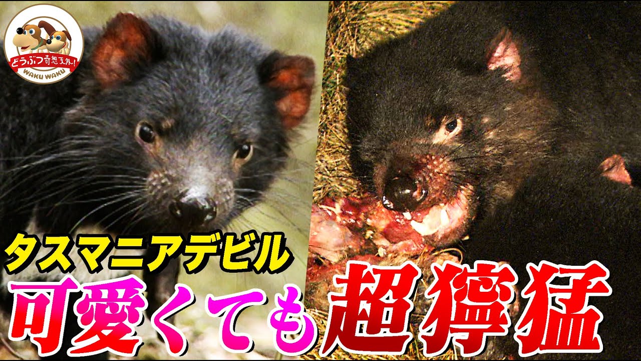 タスマニアデビルは死肉を貪り「悪魔の声」で絶叫し喧嘩する！小さな子どもが狩りに挑戦…死肉の饗宴に参加するまで(悪魔たちの厳しい掟・前編）【どうぶつ奇想天外／WAKUWAKU】