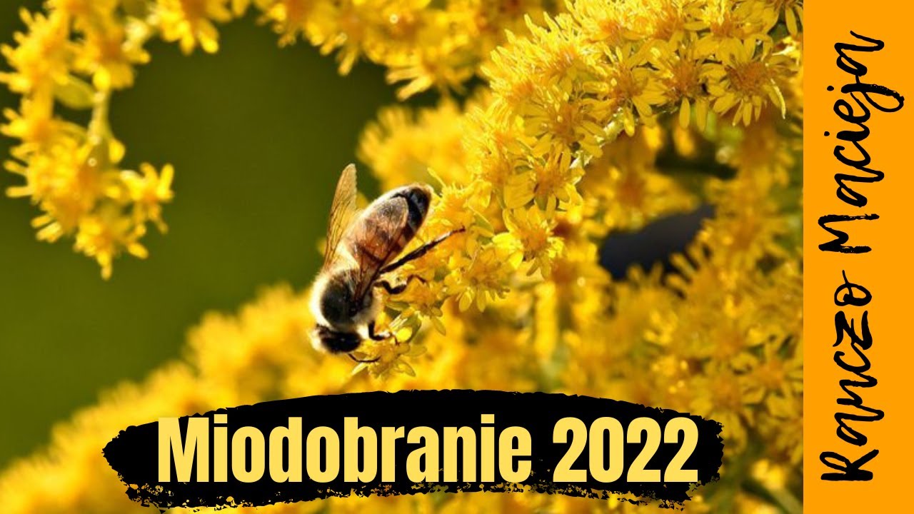 Miodobranie - mi&oacute;d nawłociowy. Honey harvesting. R&eacute;colte du miel. Honigernte. sklizeň medu 采蜜 #178