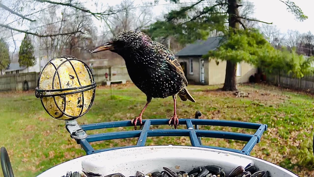 European Starling 