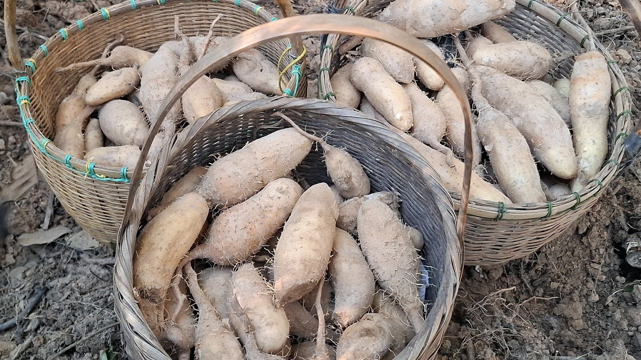 มาถูกที่เจอมันแซงใหญ่🥔🥔🥔มันแซงใหญ่