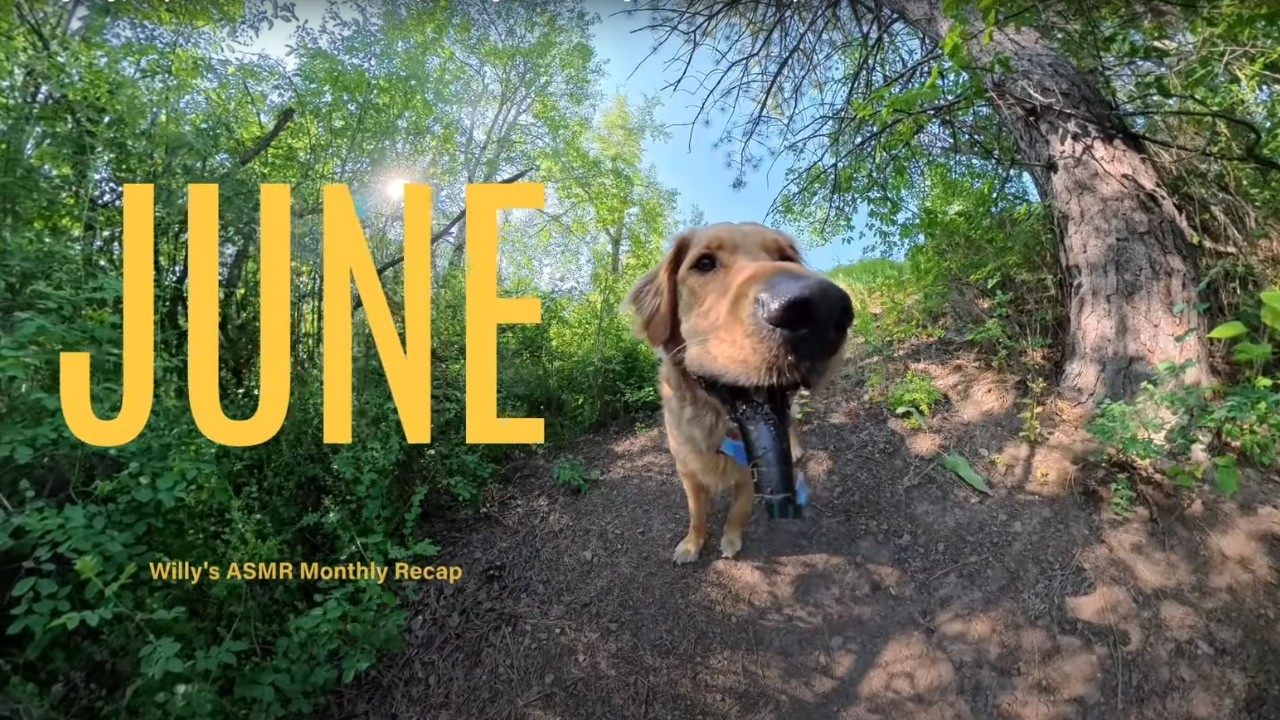 ASMR Dog Vlog | Willy’s June Adventures in 360° | Relaxing Nature, Hiking & Pure Golden Joy!