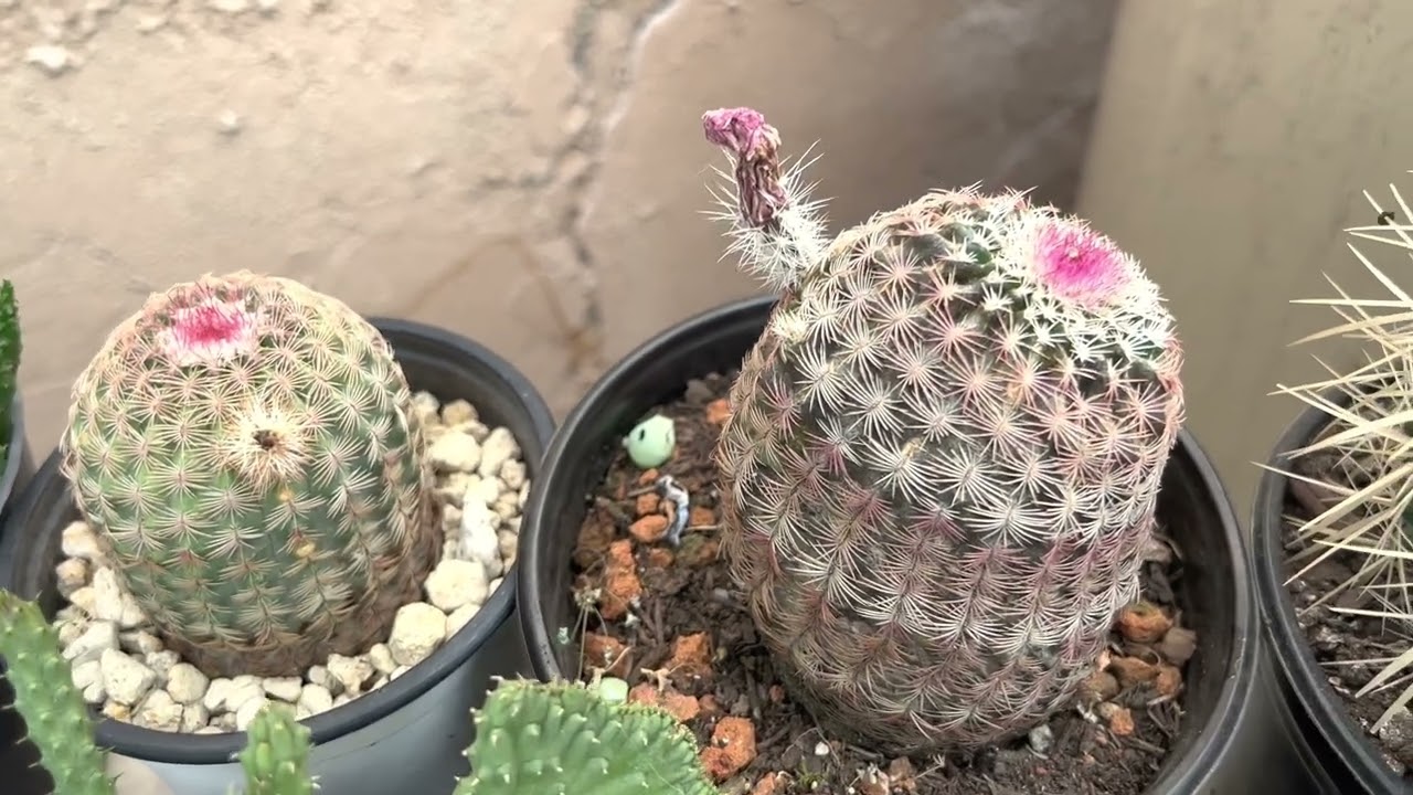 Mi colección de cactus 🌵