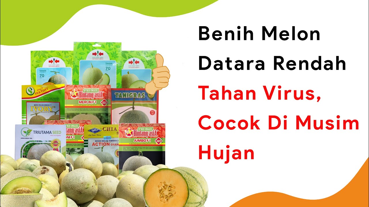 Unggul di Dataran Menengah! 10 Benih Melon Musim Hujan
