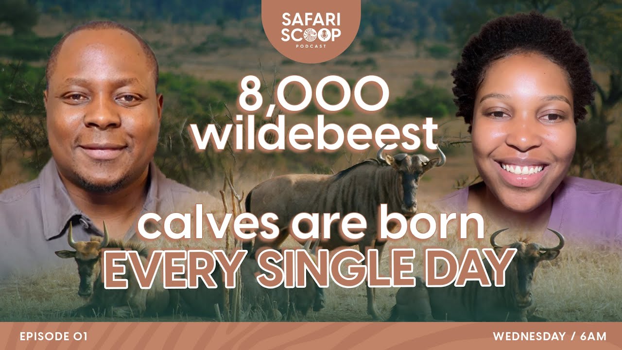 The Serengeti Calving Season: 8,000 Wildebeest Born Daily in Nature's Greatest Nursery #safariscoop