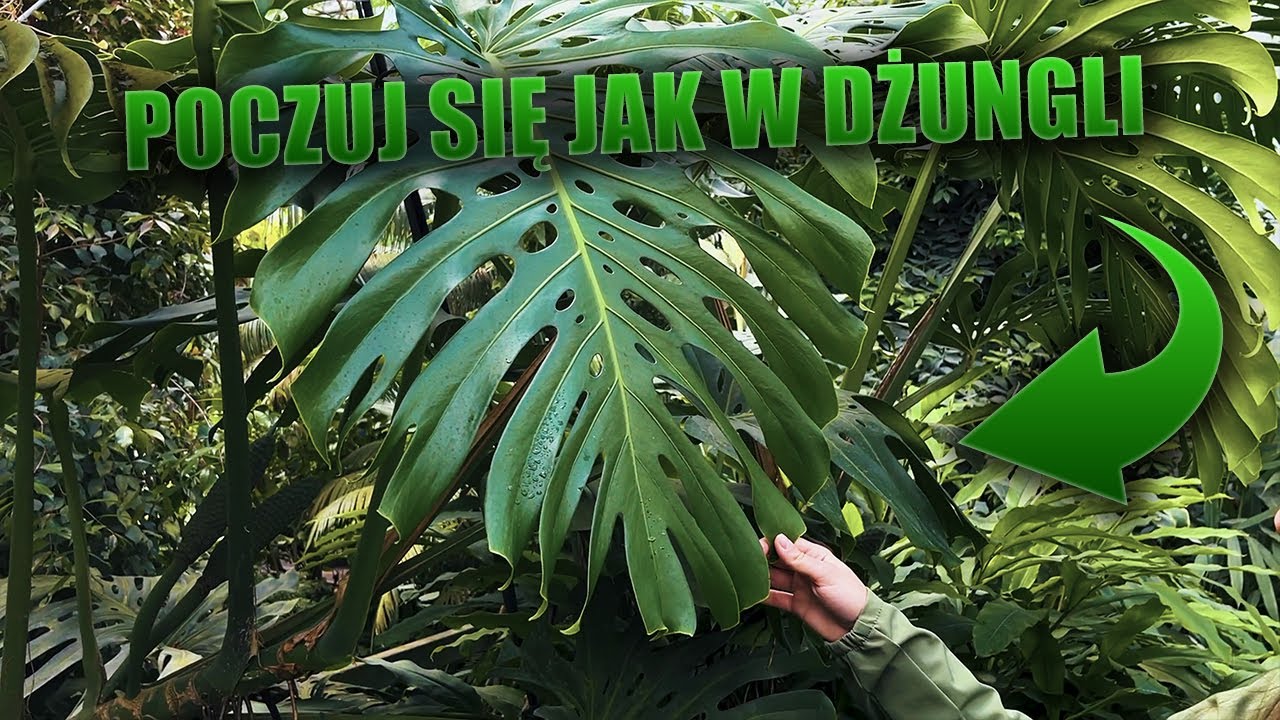 #136 Zwiedzanie Ogrodu Botanicznego w Powsinie