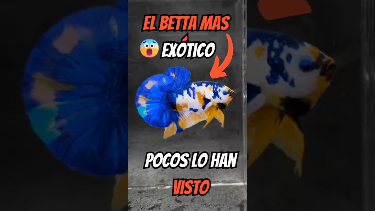 El betta mas EXÓTICO | Pocos lo han visto BigTail 