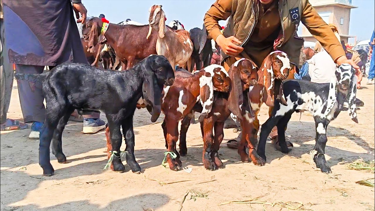 Choty nagry beetal bachy #wajidaligoatfarm 