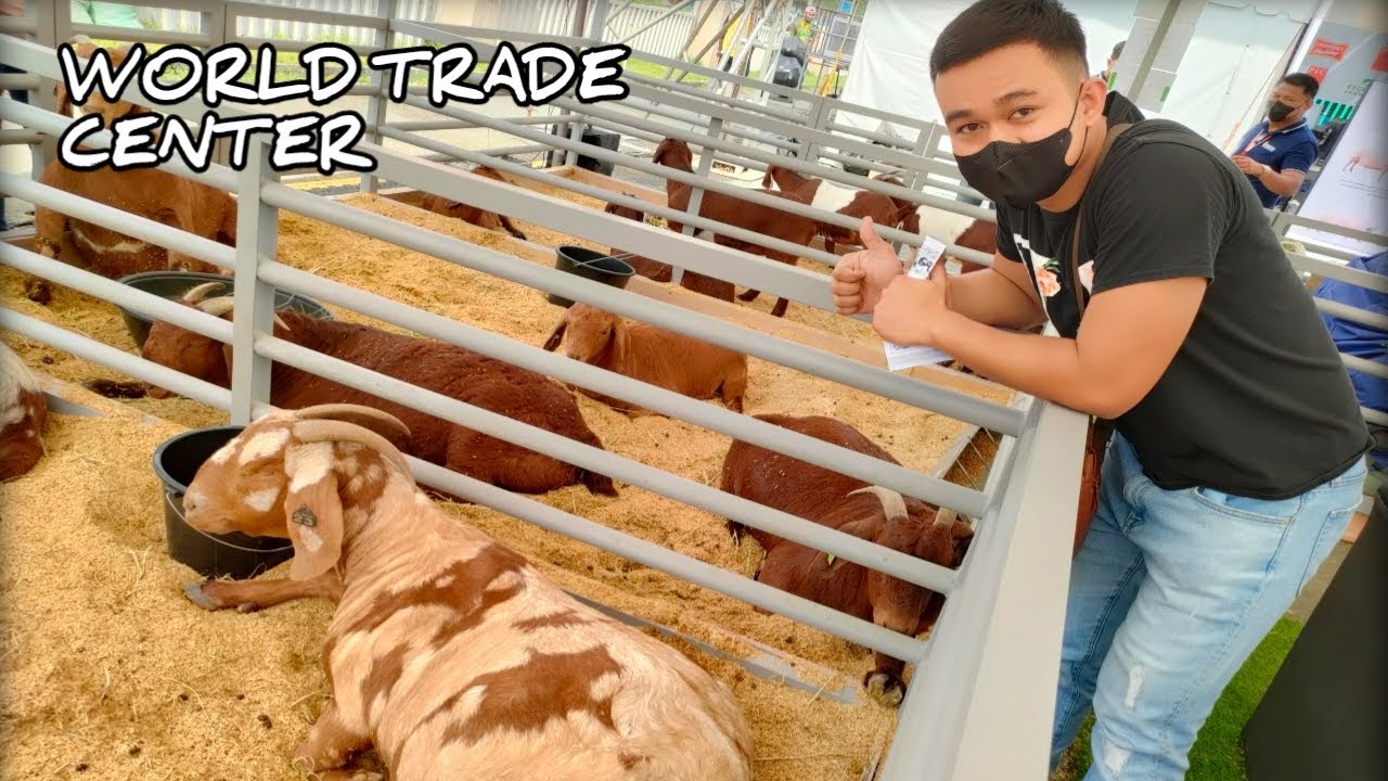 Agrilink 2022 at World Trade Center - Grabe sa dami at ganda ng mga red and dappled boers dito