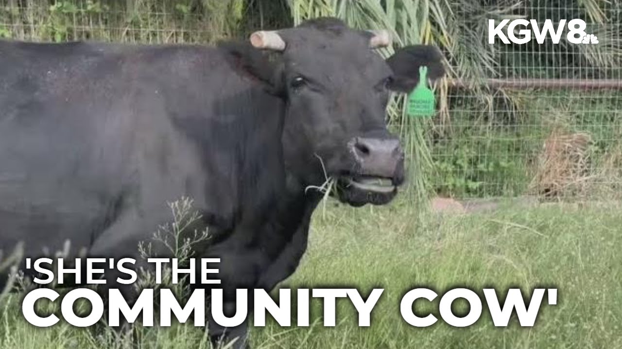 Escaped cow gets second lease on life in Arizona: Meet Mootilda