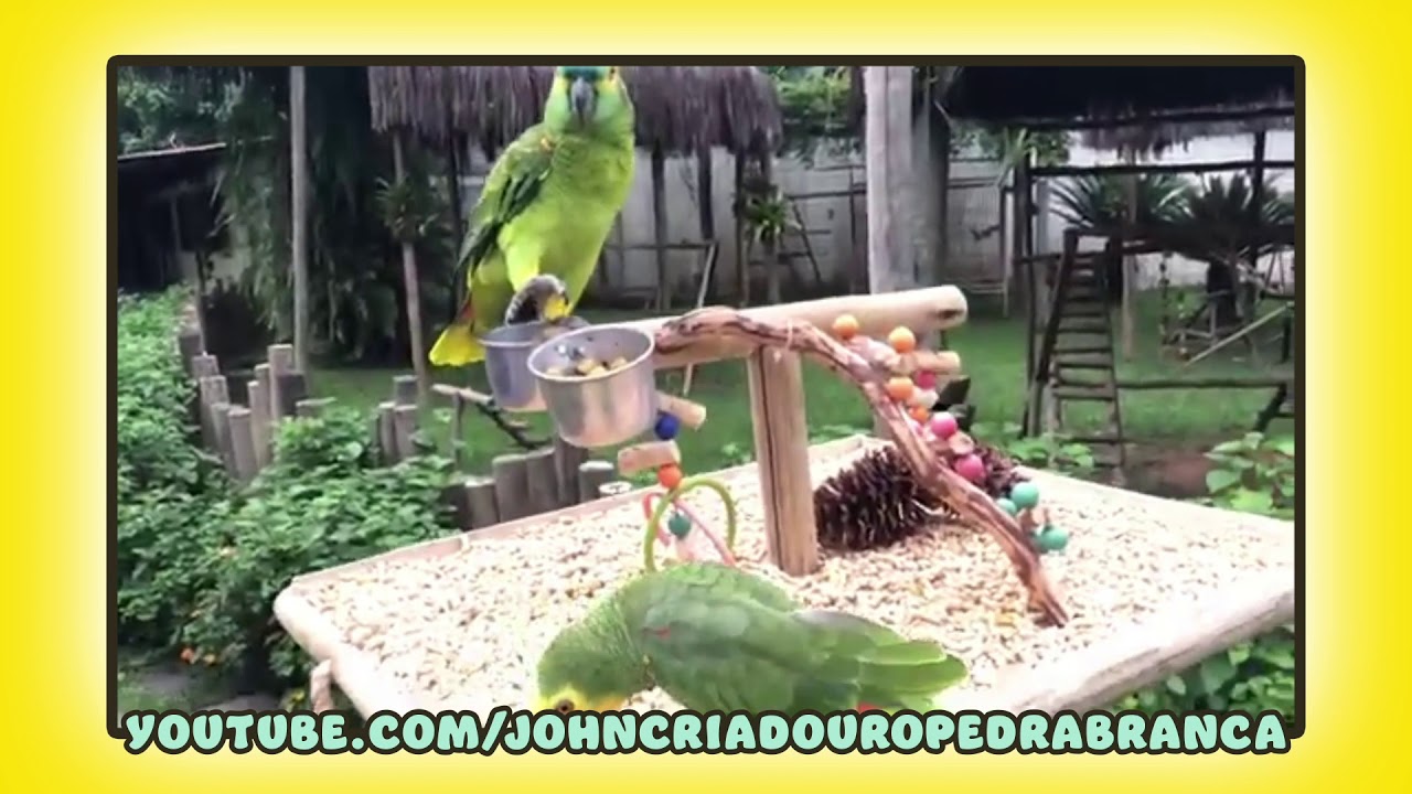 🦜 Nika pergunta 