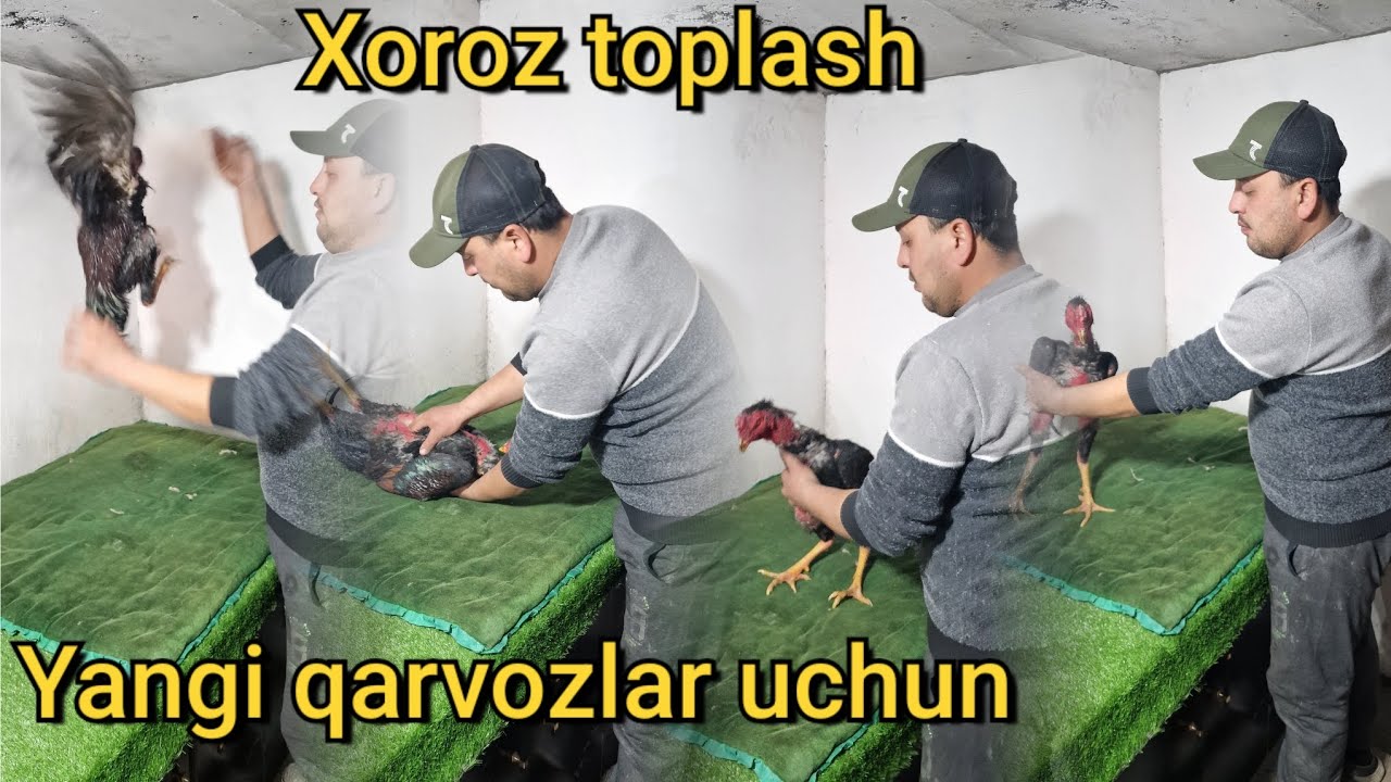 Yangi parvozlar uchun xoroz toplash 2025 xoroz mashiqlari