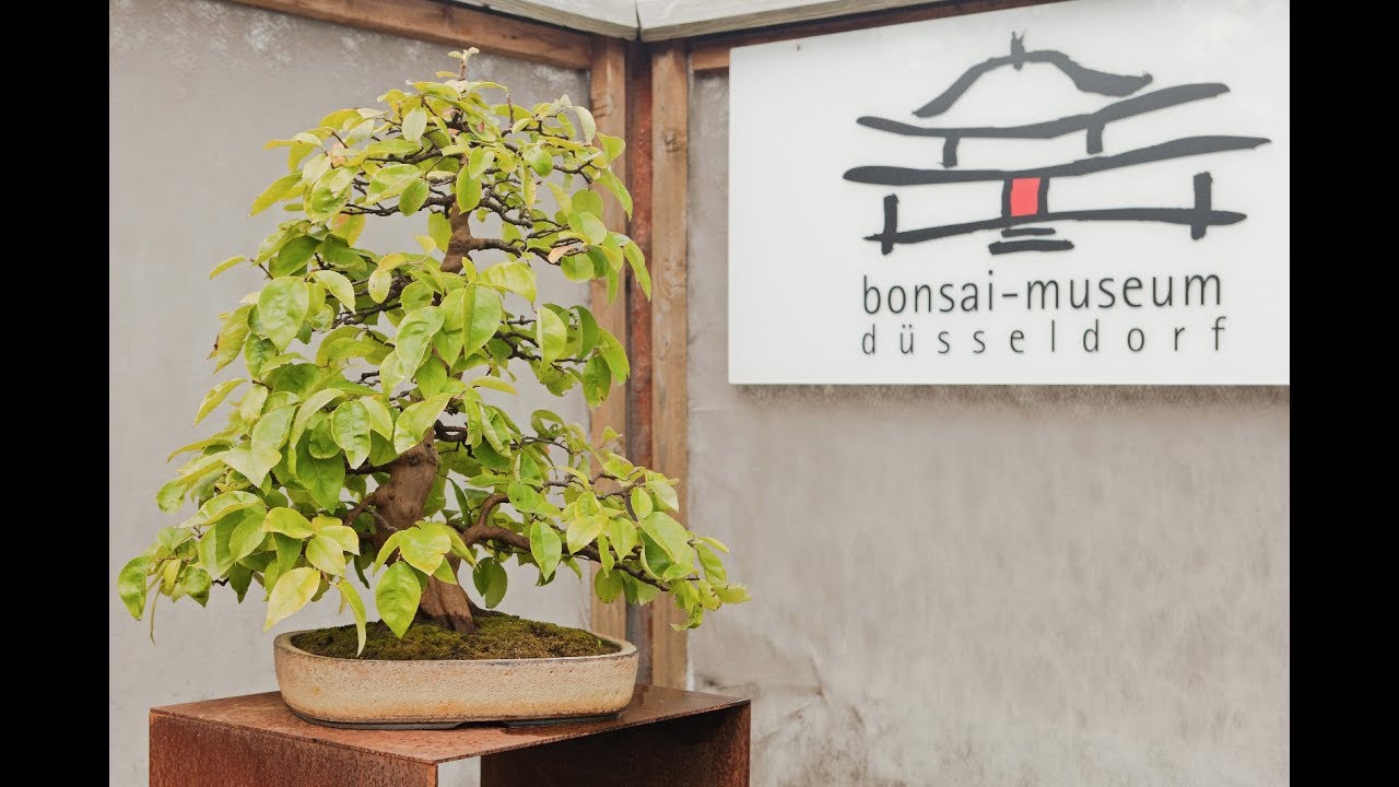 wir besuchen das Bonsai Museum Düsseldorf