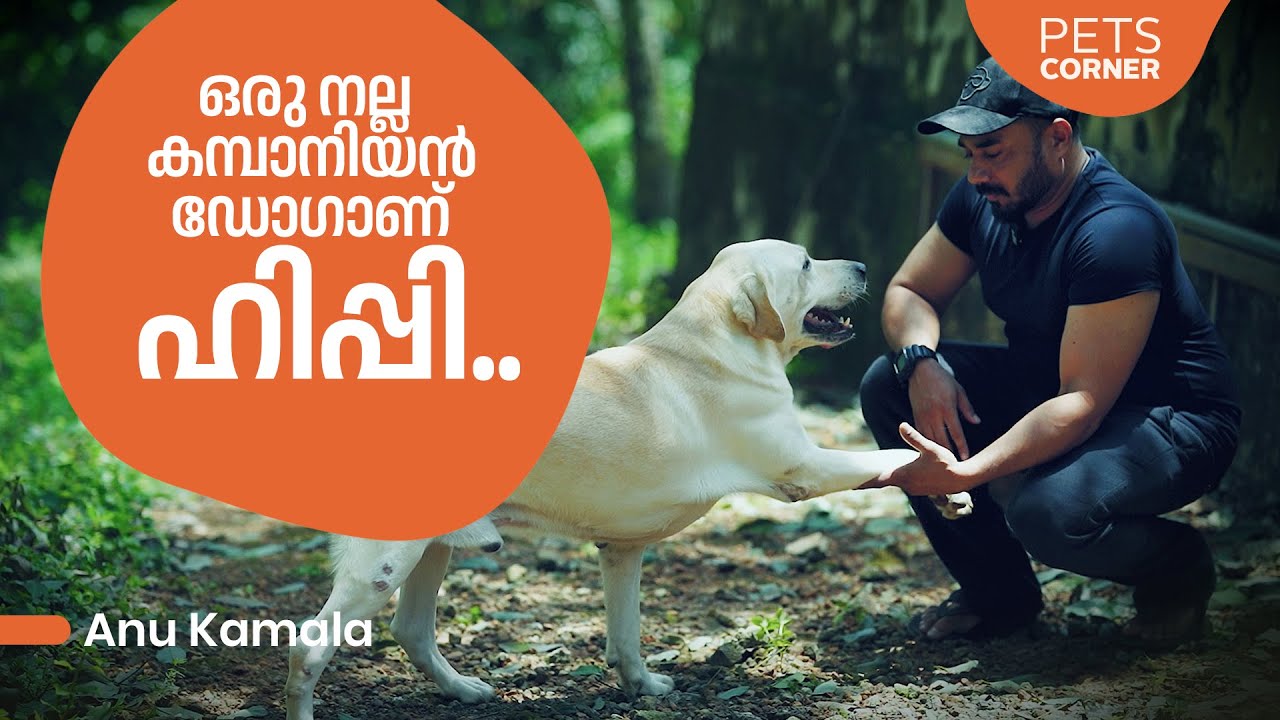 ഒരു നല്ല കമ്പാനിയൻ ഡോഗ് ആണ് ഹിപ്പി.. Anu Kamala  @keralapetscorner​