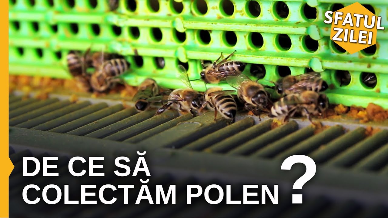 De ce sa colectam polen?