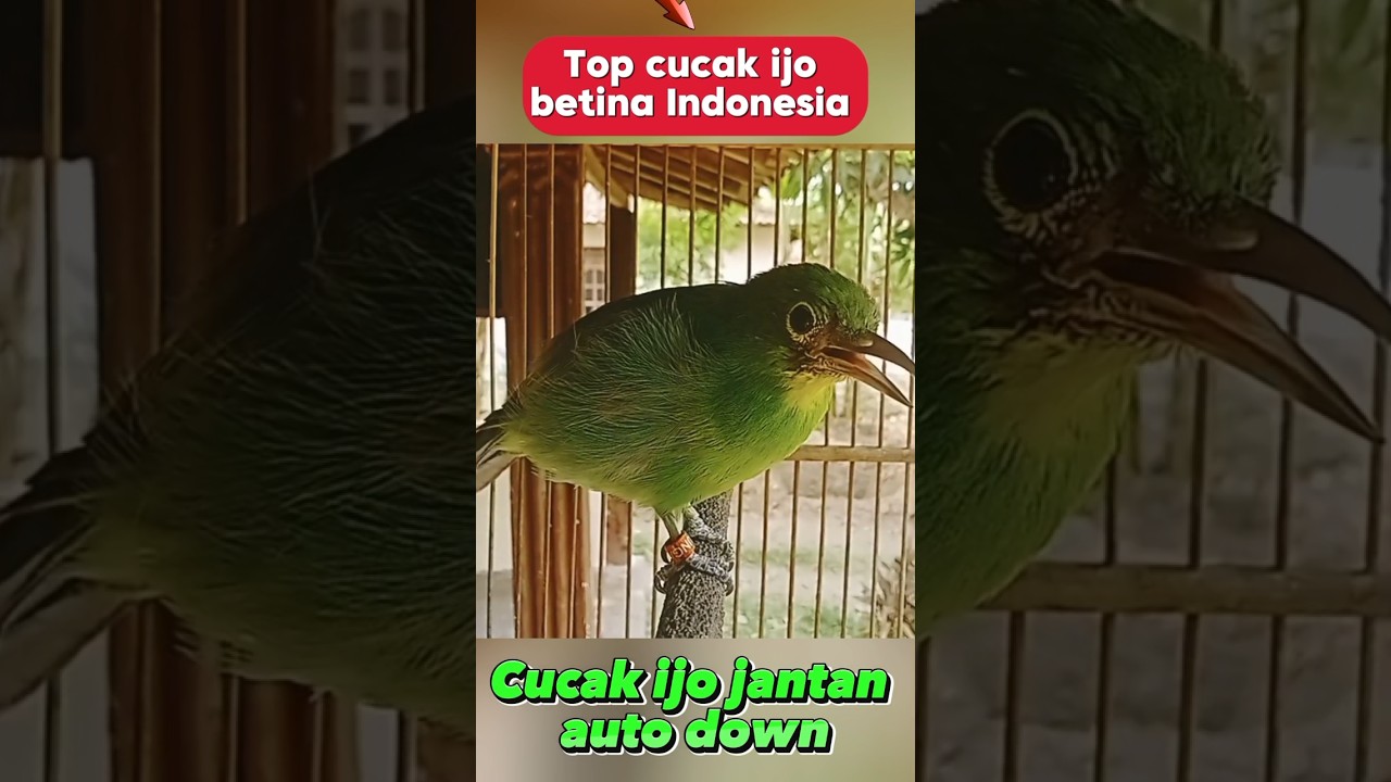 cucak ijo betina emosi 