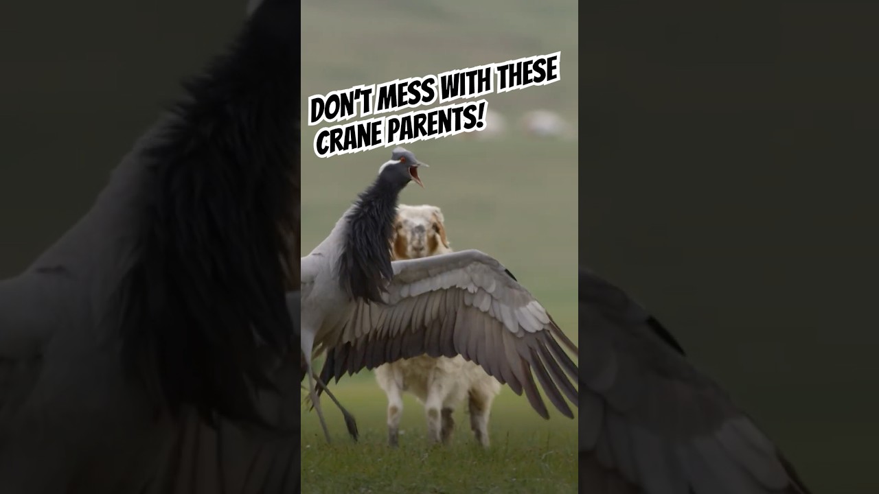 Потревожьте яйца — получите пинок журавля. 