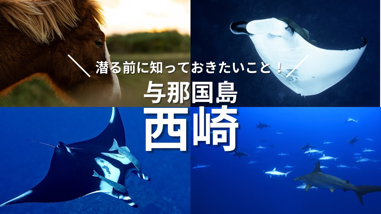 【ポイント解説】大迫力！ハンマーヘッドシャークが群れる海。与那国島のダイビングについて！