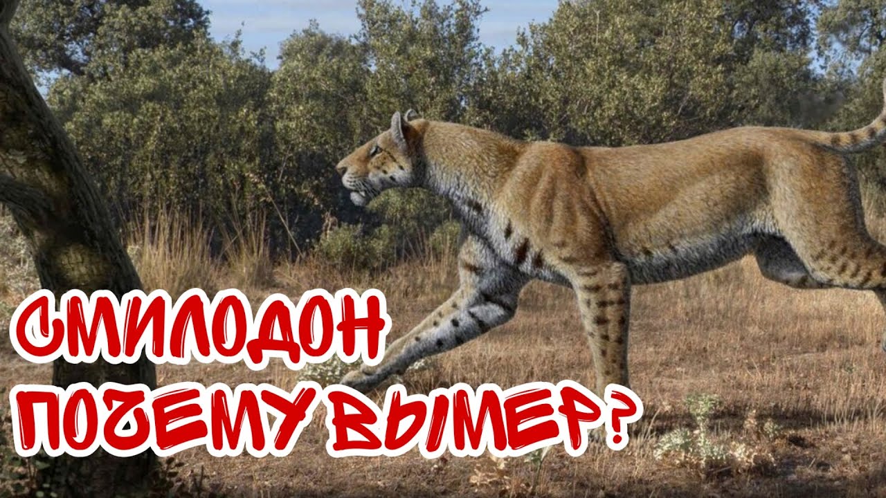 Почему же вымер смилодон? (Саблезубый тигр)