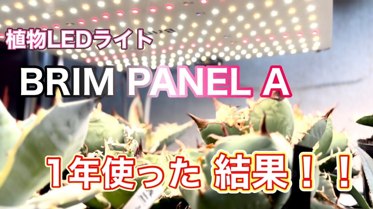 【植物LEDライト】BRIM PANEL A 育成1年の成果！植物はどう変わった？