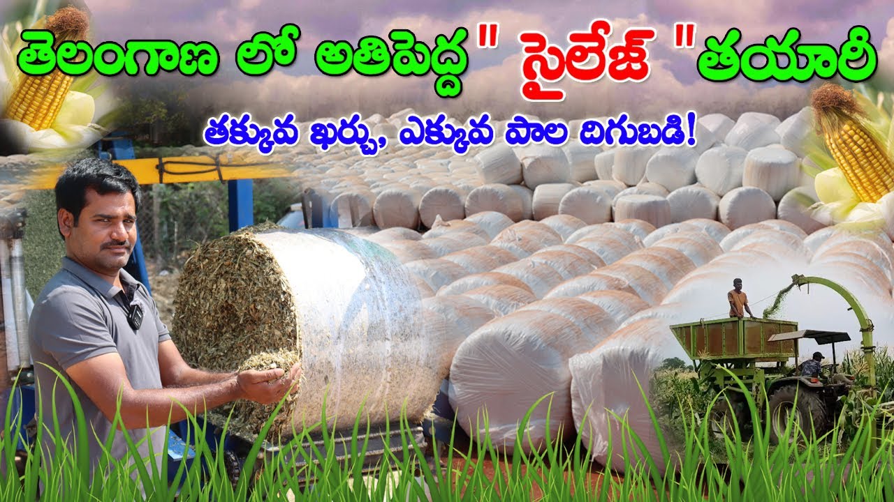 Silage for Dairy Farm | Silage sale KG? అతిపెద్ద మొక్కజొన్న సైలెజ్ తయారీ! Corn Sailej Plant | CBNews