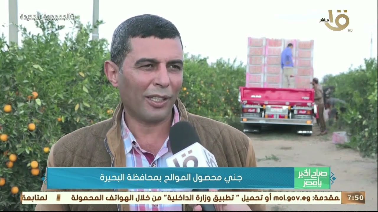صباح الخير يا مصر | جني محصول الموالح بمحافظة البحيرة