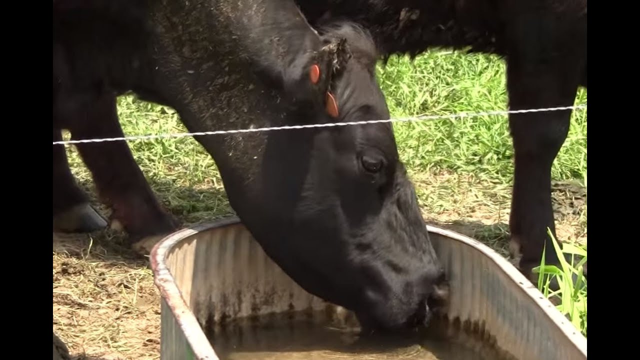 Watering systems for rotational grazing