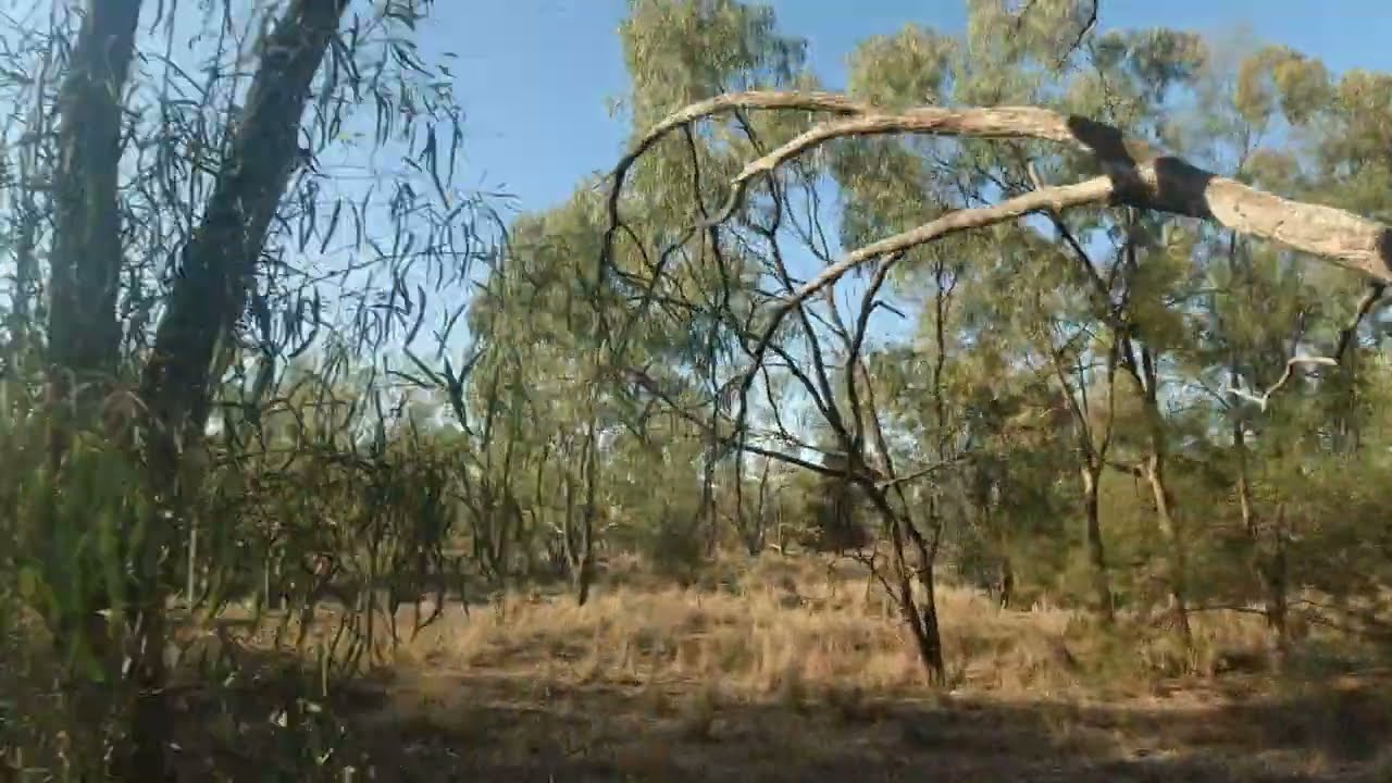Winchester SXR2 .308 pump rifle in action. Fast and accurate