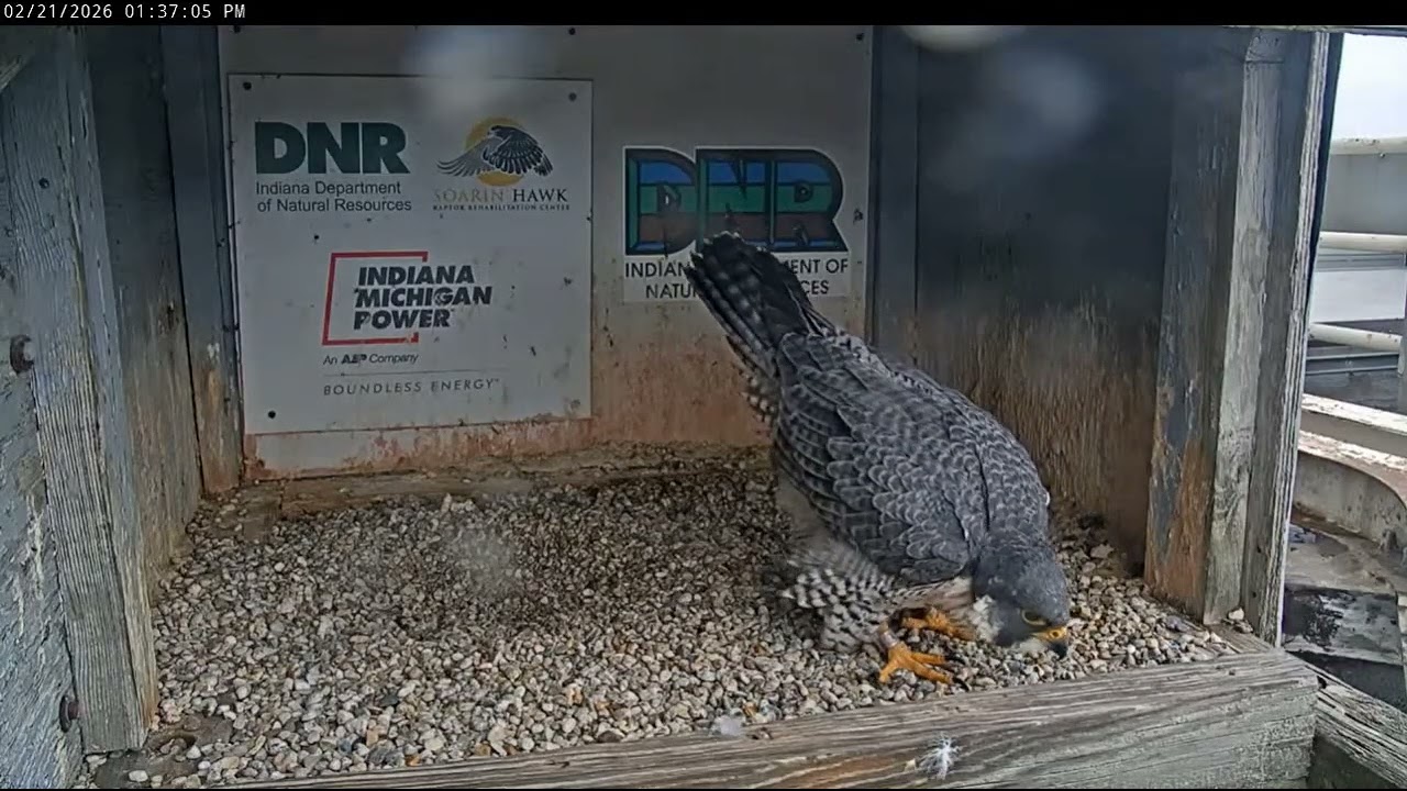 Moxie at home - Fort Wayne, Indiana - 21 02 2026