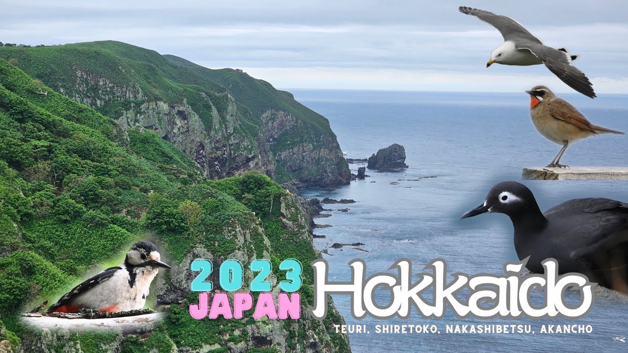 Hokkaido, Teuri, Shiretoko, Nakashibetsu, Akancho~ birding and ecotour (北海道天賣島、知床、中津標、阿寒町賞鳥生態探索之旅)