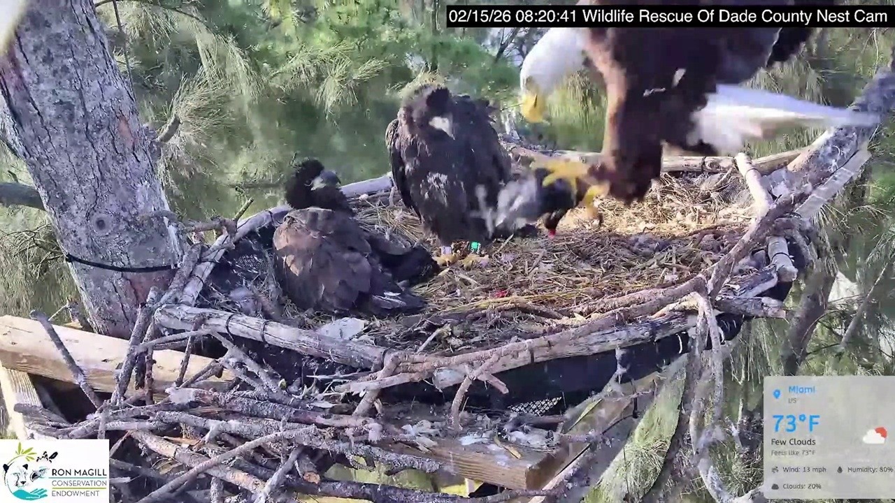 Dade County Eagle: Ron brings back a gallinule -- 2026 02 15