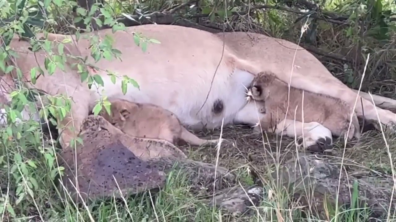 Lion Cubs 3 Day 2